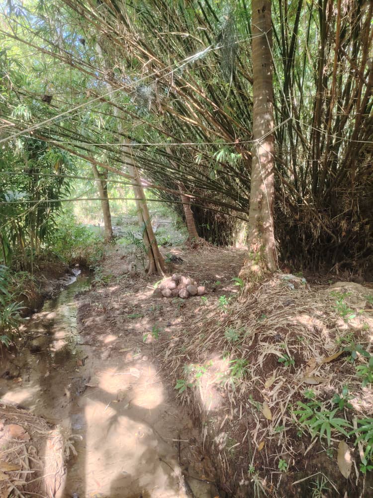 Jungle Camp